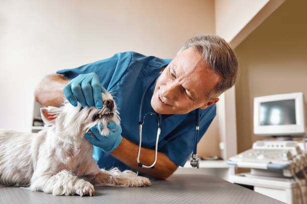 Best Weekend Emergency Dentist in Todd Creek, CO